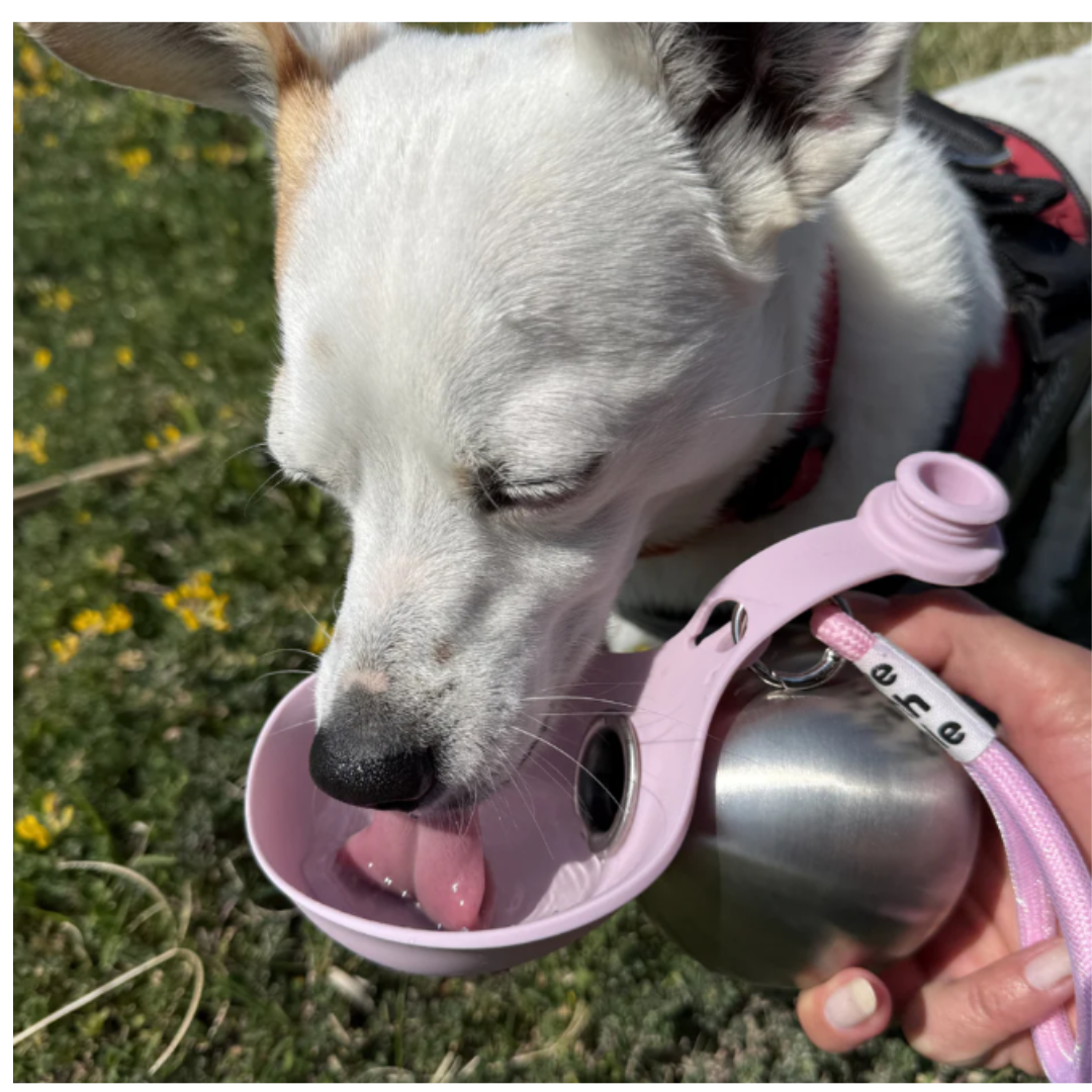 Botella de Acero Inoxidable con Tazón Integrado: Hidratación Premium para tu Mascota